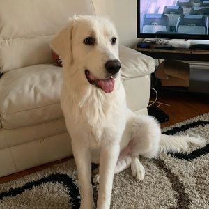 Meet your Posher, Luis